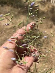 Dianella tarda