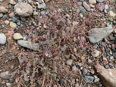 Euphorbia melanadenia