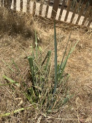 Dianella tarda