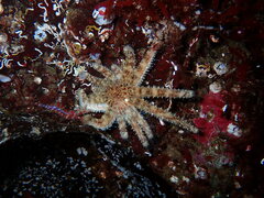 Pycnopodia helianthoides