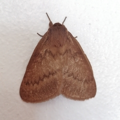 Phyllalia thunbergii