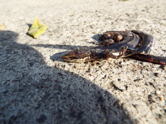 Marisora lineola