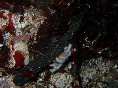 Pycnopodia helianthoides