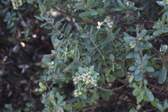 Arctostaphylos tomentosa