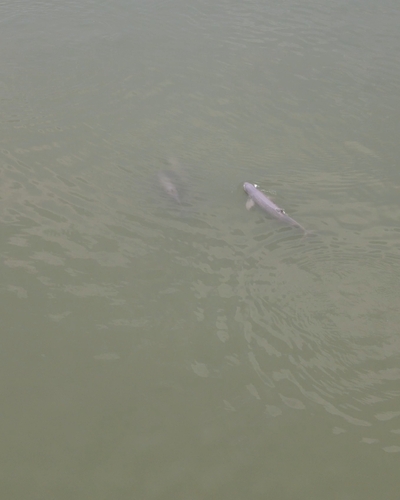 Irrawaddy Dolphin (Orcaella brevirostris)