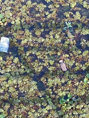 Salvinia molesta