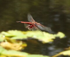 Tramea loewii