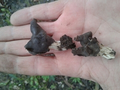 Helvella lacunosa
