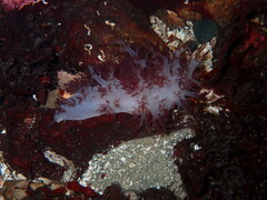 Dendronotus rufus