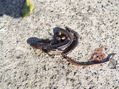 Marisora lineola