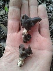 Helvella lacunosa