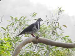 Leucosarcia melanoleuca
