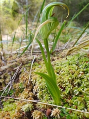 Pterostylis patens
