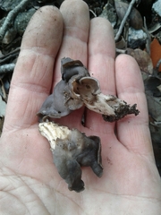 Helvella lacunosa