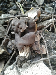 Helvella lacunosa