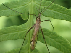 Gynoplistia inconjuncta