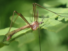 Gynoplistia inconjuncta