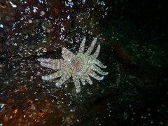 Pycnopodia helianthoides