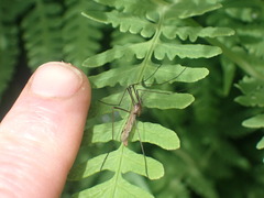 Gynoplistia inconjuncta