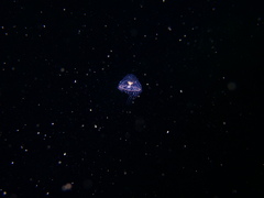 Proboscidactyla flavicirrata