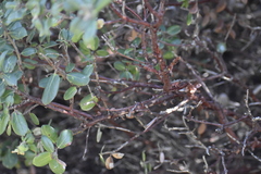 Arctostaphylos tomentosa