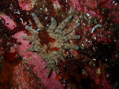 Pycnopodia helianthoides