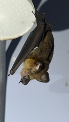 Hipposideros grandis