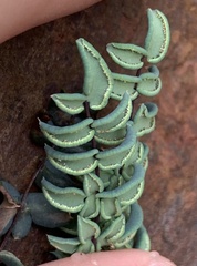 Pellaea truncata