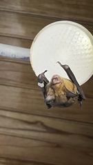 Hipposideros grandis