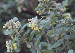 Arctostaphylos tomentosa