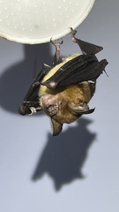 Hipposideros grandis