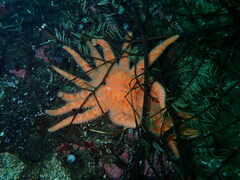 Pycnopodia helianthoides