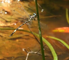 Parasynthemis regina