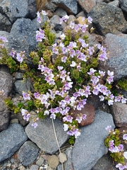 Veronica hookeriana