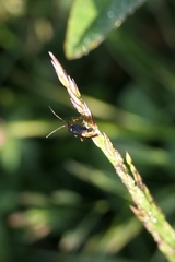 Deraeocoris maoricus