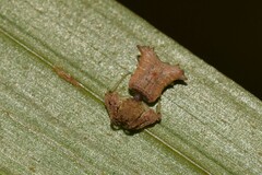 Arkys dilatatus