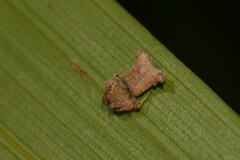 Arkys dilatatus