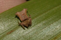 Arkys dilatatus