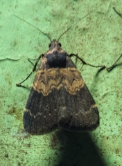 Hydrillodes lentalis