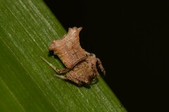 Arkys dilatatus