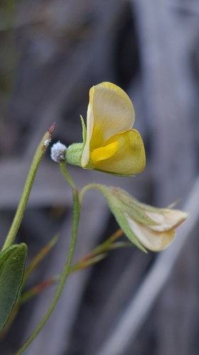 Grey Snoutbean (Rhynchosia capensis)