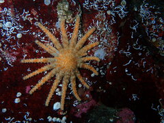 Pycnopodia helianthoides