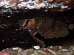 Nautichthys oculofasciatus