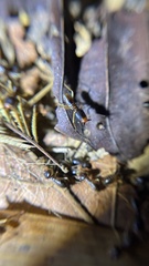 Macrotermes carbonarius