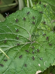 Parapalaeosepsis plebeia