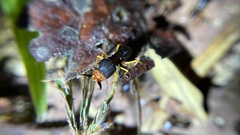 Macrotermes carbonarius