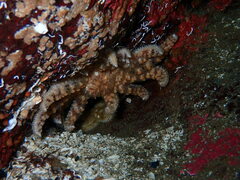 Pycnopodia helianthoides