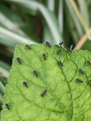 Parapalaeosepsis plebeia