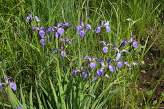 Iris setosa