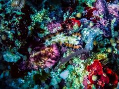 Maritigrella makranica